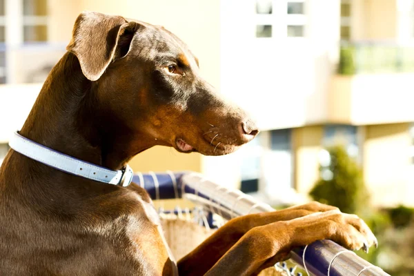 Perro en la naturaleza —  Fotos de Stock