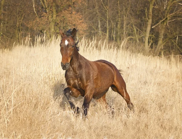 Course de chevaux — Photo