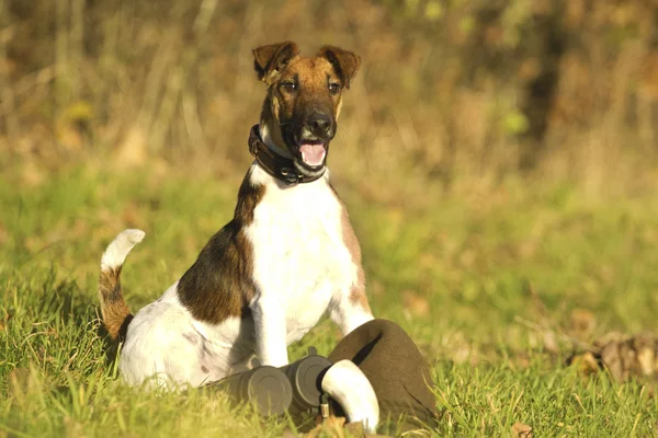 Cão na natureza primavera — Fotografia de Stock