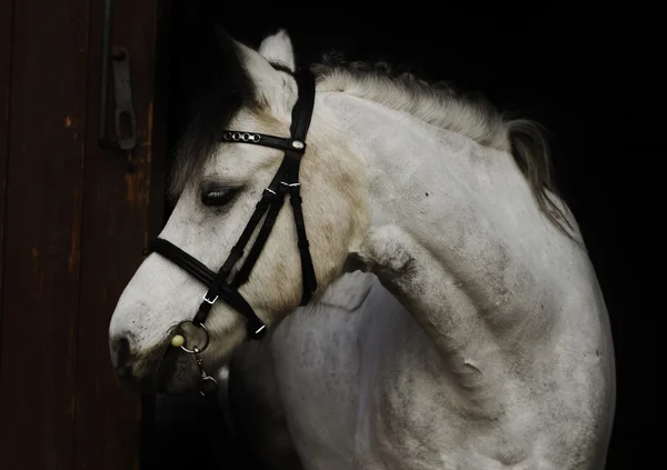 Porträt walisisches Pony — Stockfoto