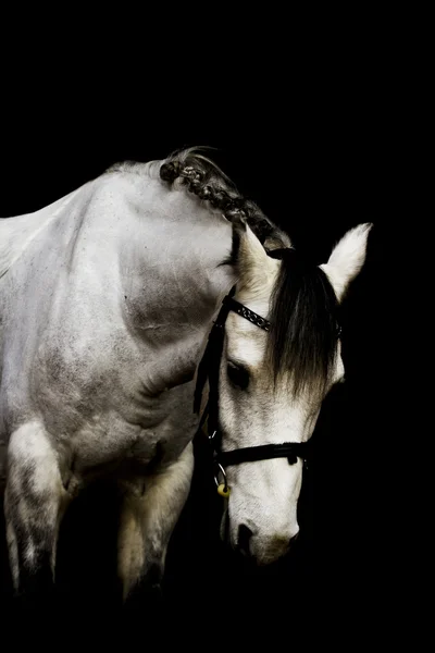 Cavalo garanhão — Fotografia de Stock