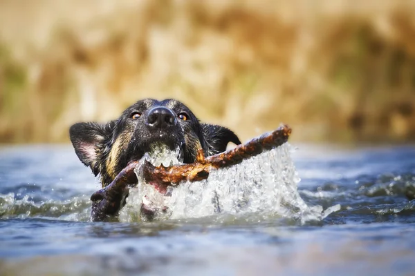 German shepherd dog swims — Stock Photo, Image