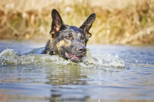 German shepherd dog swims — Stock Photo, Image