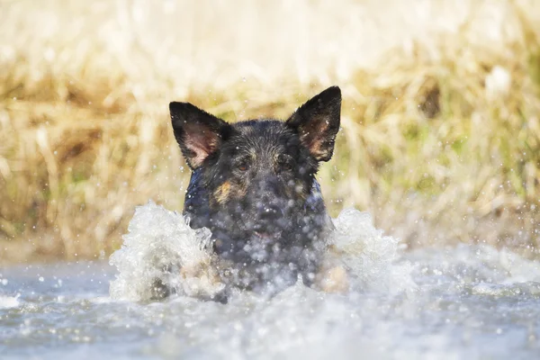 German shepherd dog swims — Stock Photo, Image