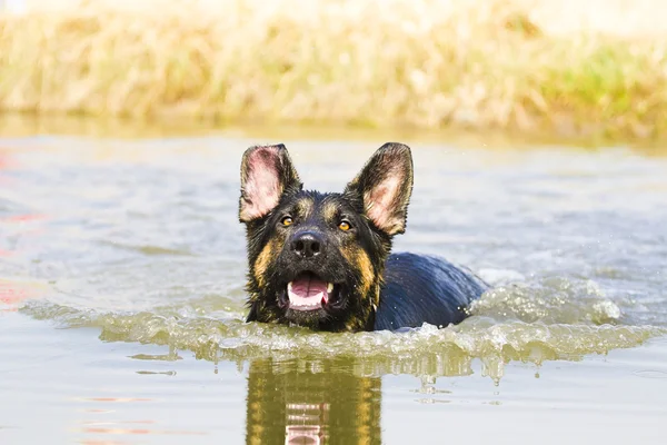 German shepherd dog swims — Stock Photo, Image