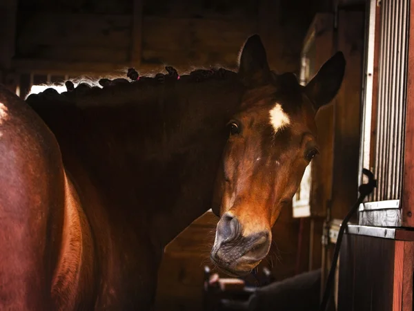 Retrato de un caballo de carreras —  Fotos de Stock