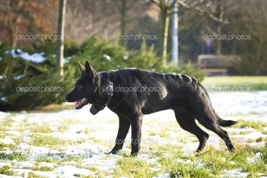 German shepherd sales cross with doberman