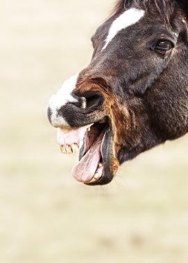 safkan at yawns