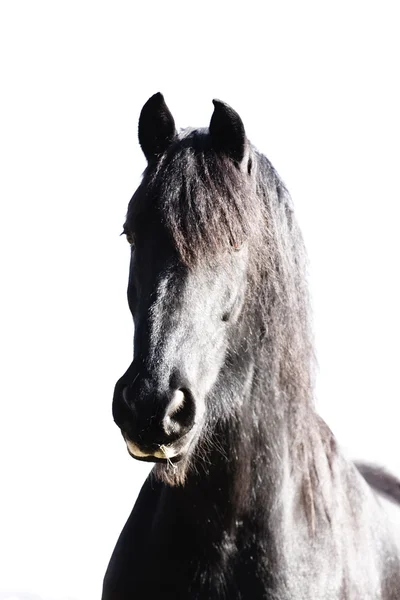 Πορτρέτο του αλόγου — Φωτογραφία Αρχείου