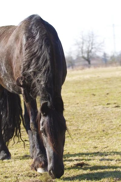 Ritratto di un cavallo — Foto Stock