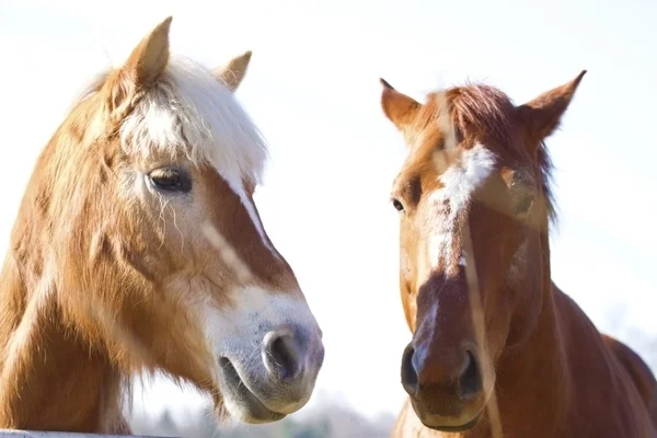 Retrato de um cavalo — Fotografia de Stock