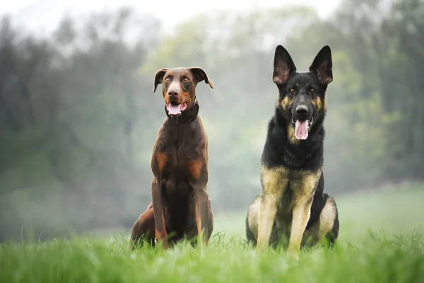 Retrato de um cão — Fotografia de Stock