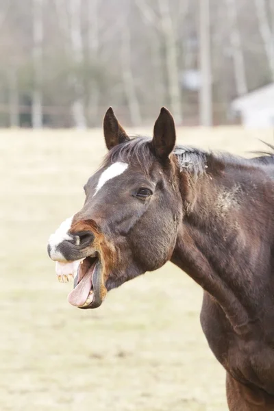 Paard gegaap — Stockfoto