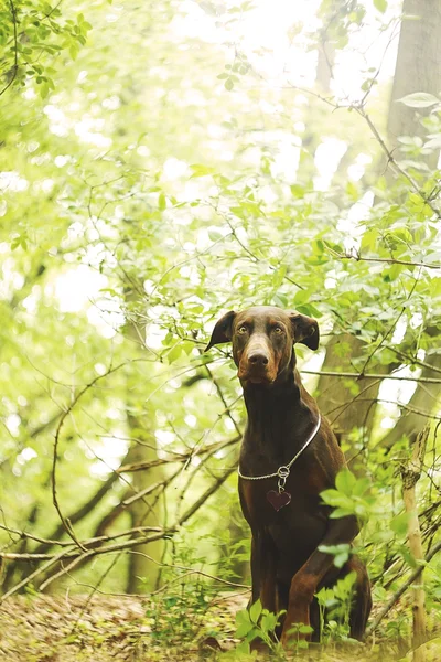 杜宾犬 pinsher 在日落的性质 — 图库照片