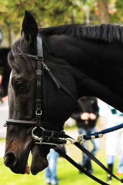 Racehorse clipart