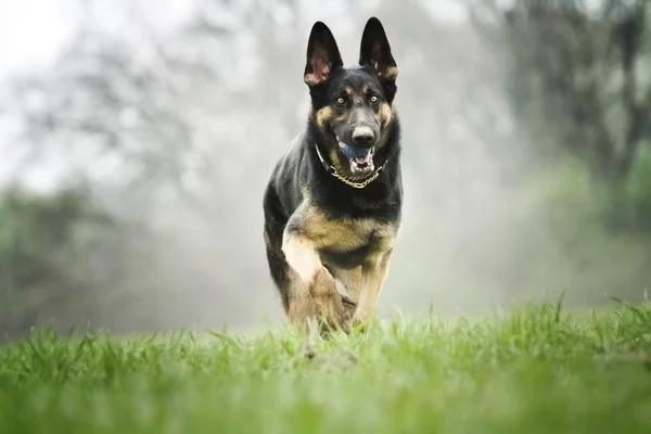 Hund i våren anture — Stockfoto