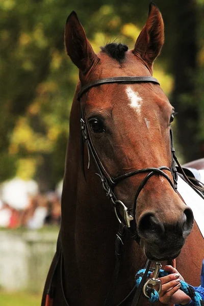 Cavalo de corrida — Fotografia de Stock