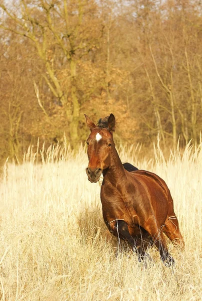 競走馬サラブレッド種馬の肖像画 — ストック写真