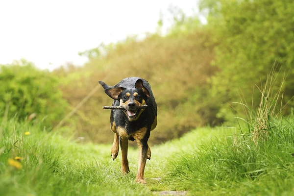 Perro en primavera naturaleza pasear Checoslovaco wolfdog — Foto de Stock