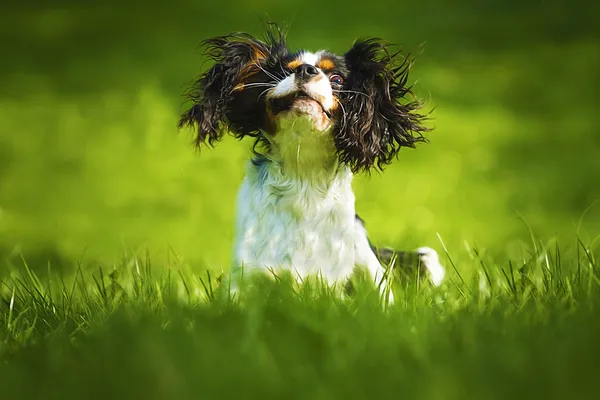Czechoslovakian wolfdog cavalier king charles spaniel puppy dog — Stock Image Czechoslovakian wolfdog cavalier king charles spaniel puppy dog Royalty Free Stock Photos