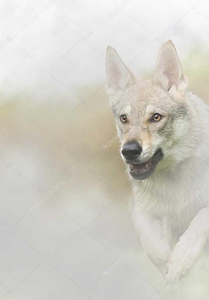 Czechoslovakian wolfdog cavalier king charles spaniel puppy dog
