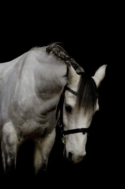 portrait of a welsh pony stallion in black background clipart