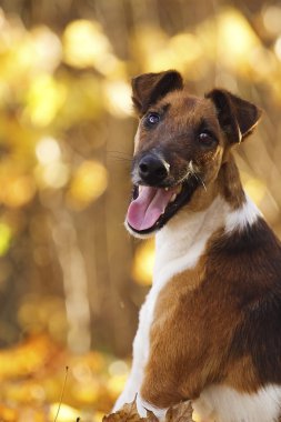 mutluluk foxterrier yavru köpek portresi