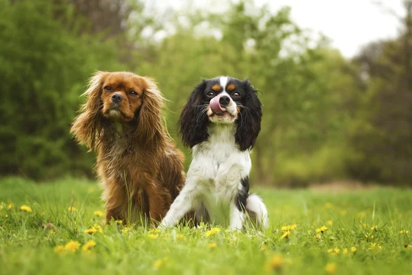 Animal and nature — Stock Image Animal and nature Stock Image