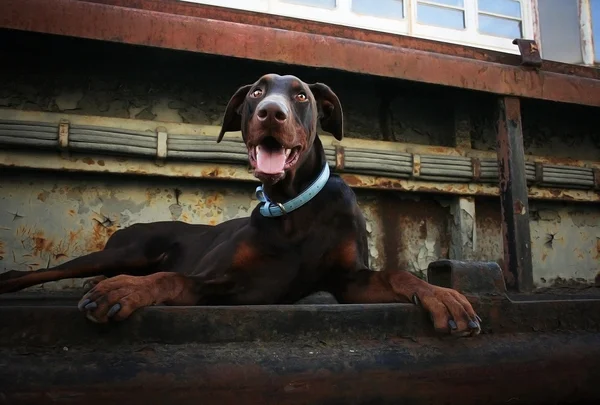 Animais e natureza — Fotografia de Stock