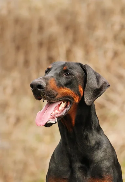 Portret van een zwarte zitten Dobermann pinscher hond — Stockfoto