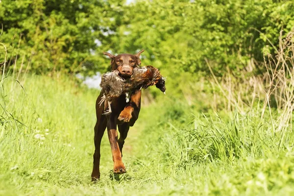 Eğlenceli kahverengi doberman pinscher köpek sülün ile çalışan — Stok fotoğraf
