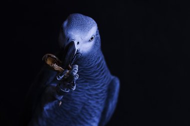 Afrika gri papağanı kuş portresi