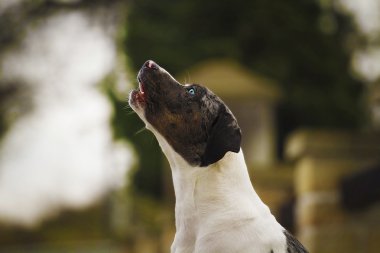 Louisiana catahoula Leopar köpeği soyulmuş kabuk eğlenceli
