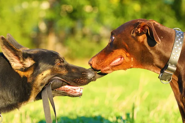 Dos pastor alemán y doberman pinscher — Foto de Stock