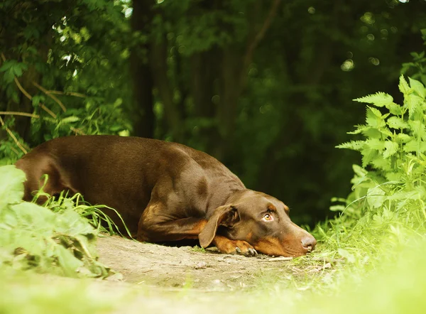 Doberman jest smutne w lesie — Zdjęcie stockowe