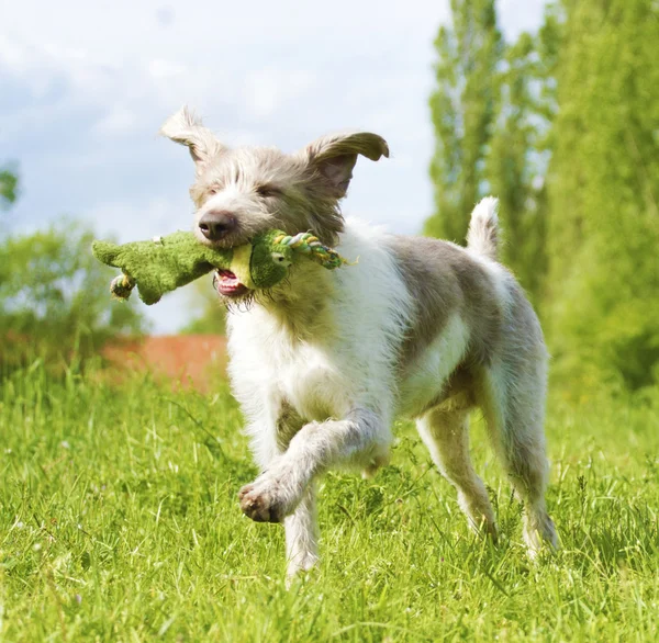 Slovak rough hound running — Stock Photo, Image