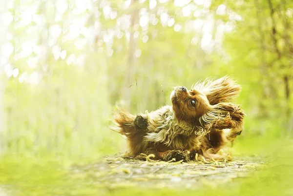 Zabawa cavalier king charles spaniel pies dogdancing — Zdjęcie stockowe