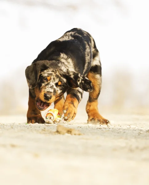 Divertente beauceron cucciolo corsa — Foto Stock