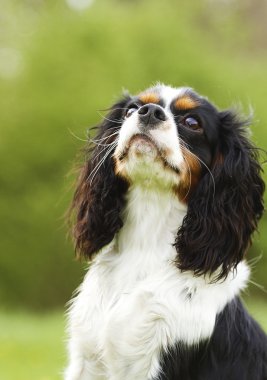 Şövalye Kral Charles Spaniel