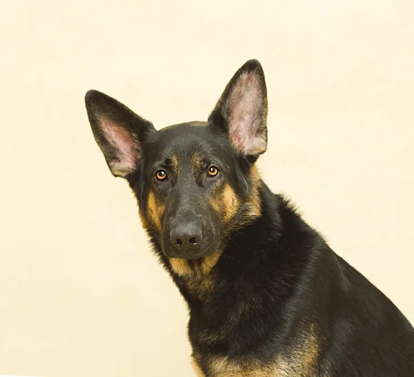 Retrato cachorro pastor alemão — Fotografia de Stock