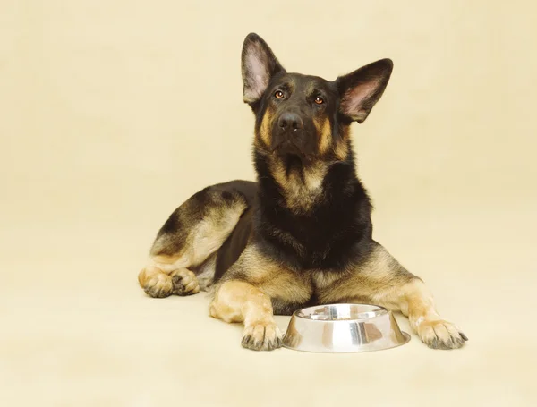 Hond met voedsel — Stockfoto