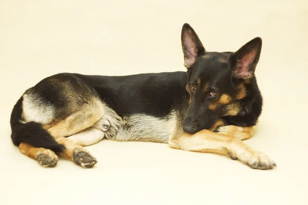 Portrait german shepherd puppy — Stock Photo, Image