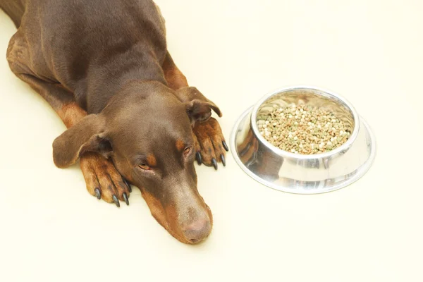 Hund med mat — Stockfoto