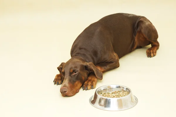 Perro con comida —  Fotos de Stock