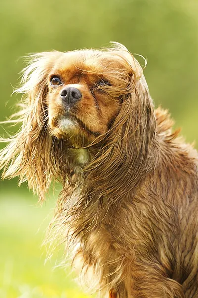 Cavalier Koning Charles Spaniel — Stockfoto