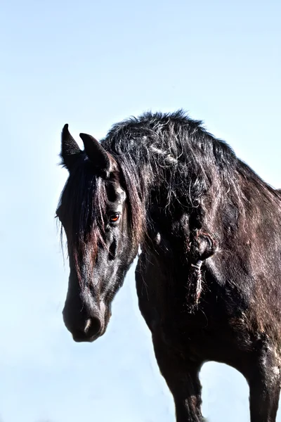 Porträt Pferd — Stockfoto