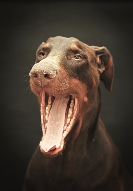 kahverengi doberman pinscher yawns