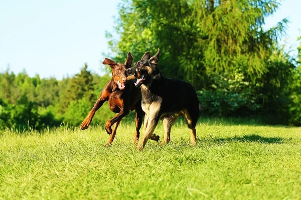 Schäfer valp och brun doberman pinscher kör — Stockfoto