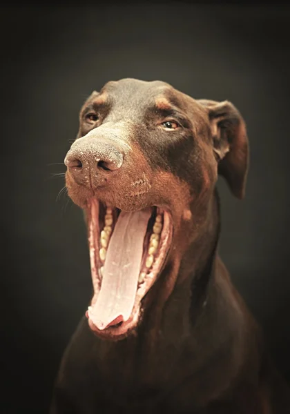 Kahverengi doberman pinscher yawns — Zdjęcie stockowe