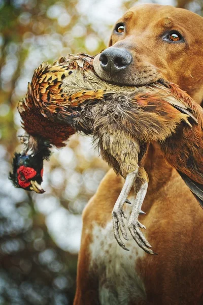 Rhodesian Ridgeback Dog Jagd — Stockfoto